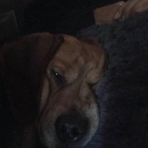 Meet your Posher, Sue